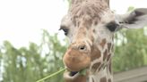 Viral giraffe incident involving a toddler prompts animal safety conversation