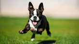 Boston Terrier's Delight Over Successfully Using the Doggy Door Is Pure Gold