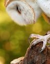 Barn owl