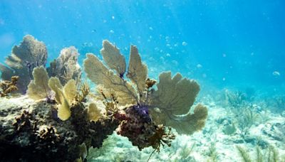 El episodio masivo de blanqueamiento de los corales empeora en todo el mundo
