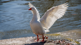 Man arrested after eight geese found dead