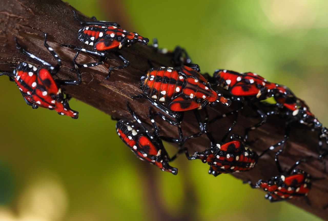 Spotted: Rocky River confirms first sighting of invasive bug