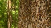 Spongy moth caterpillars feast on oak trees