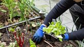 Portland named among best cities for planting a garden in the U.S.