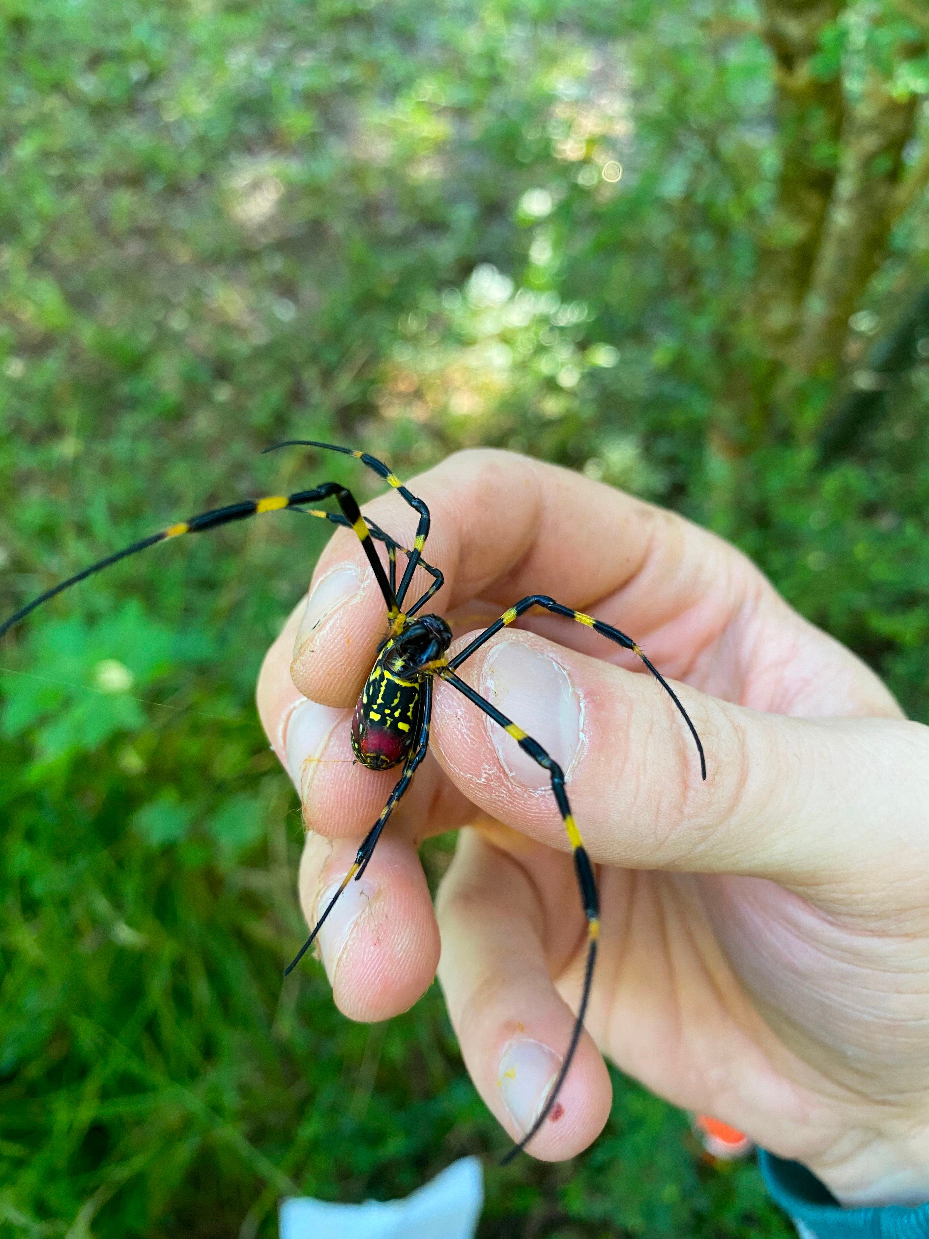 Joro spiders are moving up the East Coast. Will they reach New England soon?