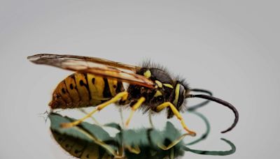 Quelle est la différence entre une abeille, une guêpe, un bourdon et un frelon ?