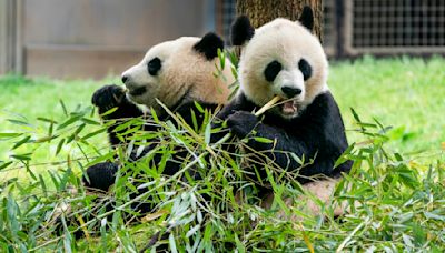 El Zoo Nacional de Washington recibirá dos nuevos pandas gigantes de China para final de año