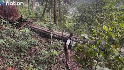 泰國清邁大樹壓毀飛索吊橋 一對中國夫婦被撞飛一死一傷