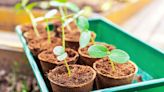 How to Harden Off Seedlings Before You Plant Them—and Why It's an Important Step