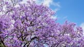 Jacarandas are blooming: Behind San Diego’s official tree