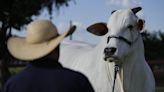 She’s the world’s most expensive cow, and part of Brazil’s plan to put beef on everyone’s plate