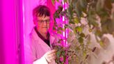 Essex University builds lab to develop climate-resilient plants