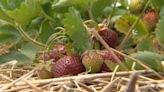 Ontario’s strawberry season ‘will probably end early’ given extreme heat | Globalnews.ca