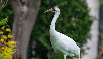 Endangered whooping crane rescued from residential neighborhood in Chicago suburbs