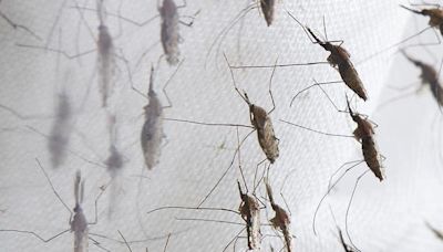 Los mosquitos aterrorizan Brasil: expansión de fiebre de oropouche - Diario El Sureño