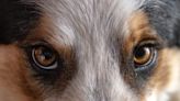 Collie Eye Anomaly in Dogs: Symptoms, Causes, & Treatments