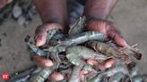 Budget 2024: FM announces plan to set up breeding centres for shrimp, cuts duty to improve exports