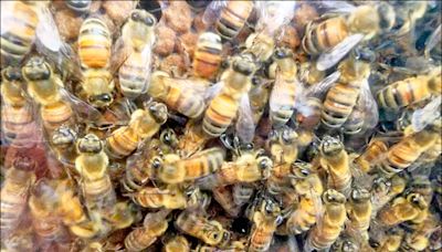 蜂蜜減產8成 蜂農爭取天災救助