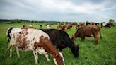 Nan Kirlin: How craft beer may reduce methane from cows