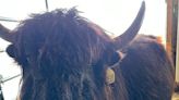 Yak Attack! Northern Michigan is home to one of the state's largest yak farms