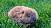 High Desert Museum welcomes baby beaver