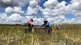 Las anguilas asiáticas de pantano se extienden por los Everglades. ‘Potencialmente la peor especie que hemos tenido’