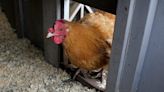 Chicken coup: Fight over chicken cage legislation ruffles final night of General Assembly