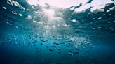 Scientists sound alarm over concerning trend observed in the ocean: ‘The sound … will be five times as loud’