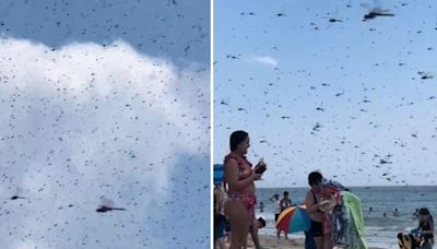 Hundreds of large dragonflies descend on Rhode Island beach, people flee ‘apocalypse’: Watch