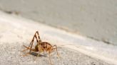 How to Get Rid of Spider Crickets Like a Pro