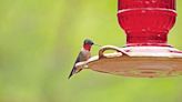 Hummingbirds due to make their spring return to region