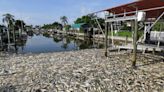 Red-handed: New study links human pollution and Florida’s worsening red tide outbreaks