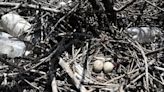 Así inunda el plástico un santuario de aves en isla del Golfo de Fonseca