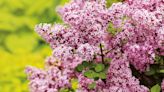 How to grow lilac – for the best blooms