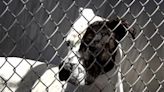 Statewide event aims to clear animal shelters in California