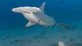 Hammerheads sharks are back in the Caribbean: "I could not believe it"