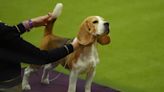 Westminster Dog Show 2024 live updates: Breed results, Best in Show, ring schedule