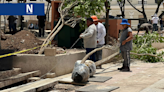 Ceibas, maculis y ramones son los árboles que sembrarán en la Plaza Grande de Mérida