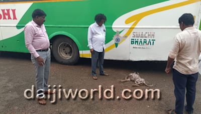 Stray dog bites eight people in Udupi