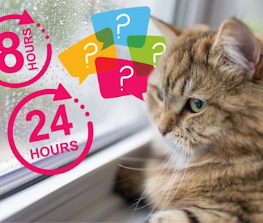 How Long Can Your Cat Be Left Home Alone?