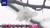 東京櫻花指標木開花！天氣多變下比去年晚5天、近10年最晚開的一次