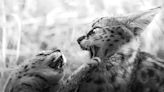 Snow Leopard Babies Enjoying an Ice Bath Are Impossible to Resist