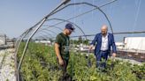 Canada's only supermarket rooftop vegetable garden grows in St-Laurent