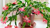 Christmas cactus care tips, how to rebloom & where to buy one