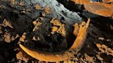 Miners find millennia-old mammoth tusk bigger than them. Then experts start digging