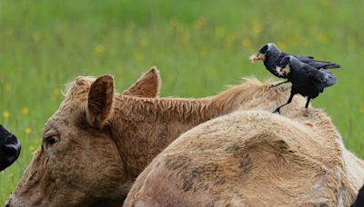 Alpacas, deer and cows enjoy warm weather