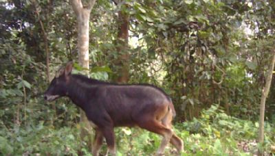 Assam's Raimona National Park records first photograph of Mainland Serow - The Shillong Times