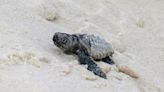 Sea turtle nesting season begins; 2 nests already confirmed along the Gulf Coast