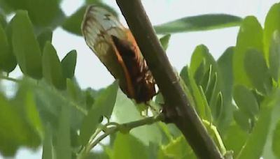 Chicago and Cook County make preparations for cicada invasion