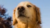 Doctor Dog? Canines Can Smell Parkinson’s Disease